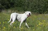 DOGUE ARGENTIN 057